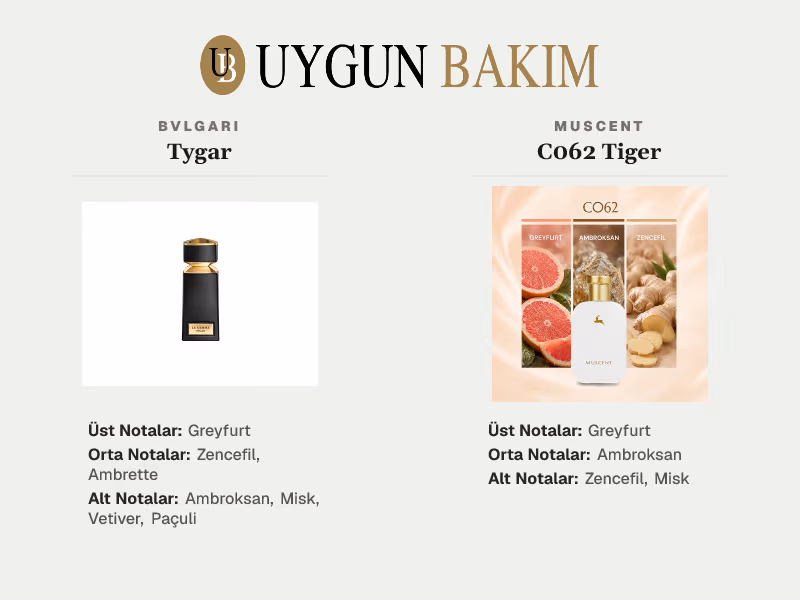 Bvlgari Tygar | Muscent C062 Tiger Muadili