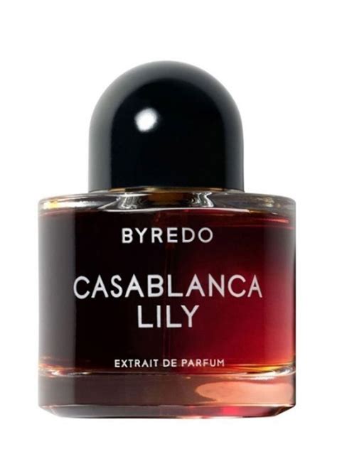 Casablanca Lily