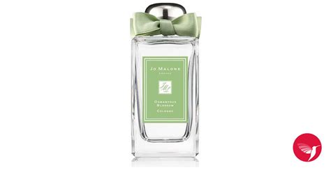 Osmanthus Blossom 2017