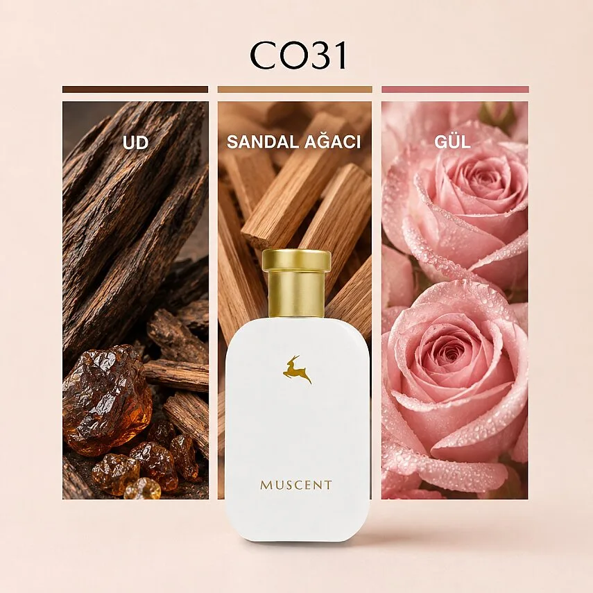 Muscent C031 S Royal