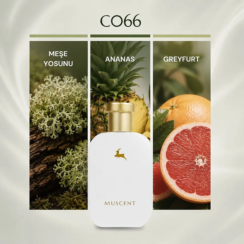 Muscent C066 Fruity Chypre