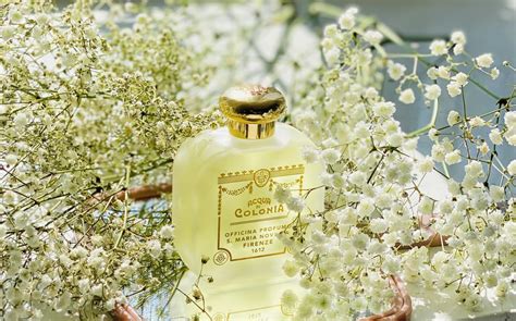 Caprifoglio Honeysuckle